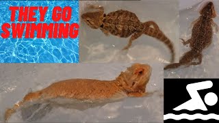 CAN BEARDED DRAGONS SWIM DEEP WATER [upl. by Ariait]