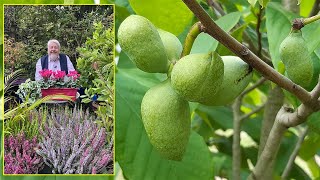 ASIMINIER PETIT ARBRE RUSTIQUE ET DÉCORATIF À GROS FRUITS COMESTIBLES Le Quotidien du Jardin N°418 [upl. by Froh]