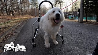 鍼灸治療の後は張り切ってズンズン歩くルンルンです Great Pyrenees グレートピレニーズ [upl. by Olleina]