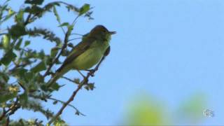 Hypolaïs polyglotte Hippolais polyglotta  Melodious Warbler [upl. by Aon]