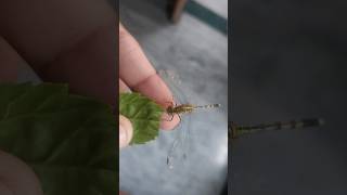 The grasshopper is eating leaves🦗❤️grasshopper insects explorepage viralvideo [upl. by Dosh]