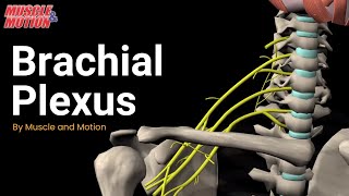 Brachial Plexus [upl. by Nybor384]