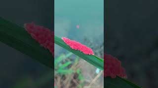 How Pomacea canaliculata lay eggs [upl. by Reiser]