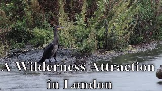 Wilderness Attraction in London  Wetland Centre  Barnes UK [upl. by Rickard889]