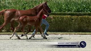 Woody Vant Damhof Bamako de Muze x Emerald vant Ruytershof  colt [upl. by Noirrad]