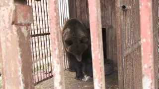 FOUR PAWS rescues the Ukrainian brown bears Rosa and Potap from cruel private husbandry [upl. by Dronski]