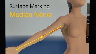 Surface marking of Median Nerve  Surface Anatomy of Ulnar nerve [upl. by Amiarom]