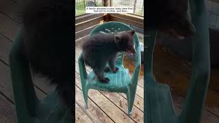 A family adopted a poor baby bear that had lost its mother bear babybear short [upl. by Nellda]