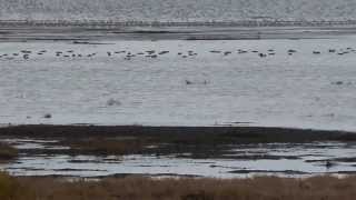 Flock of Dunlin In Flight Boundary Bay BC Canada [upl. by Rancell]