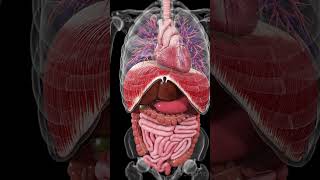 🌟 The Heartbeat Diaphragm Motion and Intestinal Peristalsis A Harmonious Trio 🌟 [upl. by Dworman]