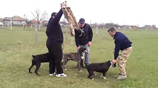 amstaff vs presa canario amp doberman [upl. by Lilahk]