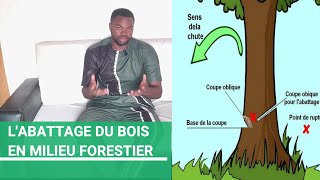 ABATTAGE DES ARBRES  Tout comprendre sur la pratique de ce métier forêt forêts forestier [upl. by Nohtanoj]