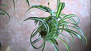 Le bouturage du chlorophytum  MFR Bias [upl. by Gavrila]