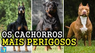 AS RAÇAS DE CACHORROS MAIS PERIGOSAS DO MUNDO [upl. by Ongineb]