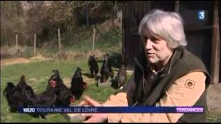 Jélèverais bien des poules   Reportage de France 3 Touraine [upl. by Ultima]