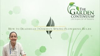 How to Deadhead 3 Common Spring Flowering Bulbs [upl. by Cordey]