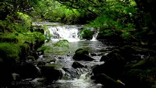 Relaxing Waterfall Nature SoundsNatural music of Birds ChirpingSleeping Bird Sound Meditation [upl. by Cowles452]