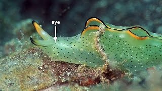 Mucky Secrets  Part 20  Sapsucking Slugs Headshield Slugs Sea Hares amp Flatworms  Lembeh Strait [upl. by Nutter346]