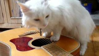 deaf cat plays guitar [upl. by Aihsik403]