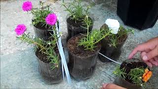 Rose Moss Plant in Plastic Bottles on Wooden Holder DIY for Portulaca Grandiflora [upl. by Benoite]