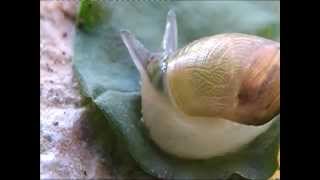 Leucochloridium paradoxum  Parasitic worms in snail [upl. by Ellak301]