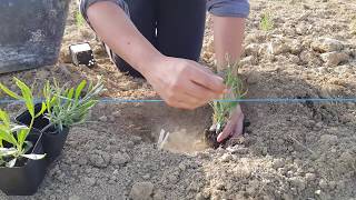 Planting Lavender  Sajenje Sivke 2018 [upl. by Ylla736]