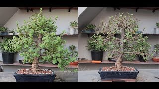 Defoliating Jade Bonsai Formal Upright [upl. by Corette825]