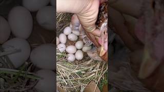 broody hen hatching eggs chicken nesting box [upl. by Mcintosh782]