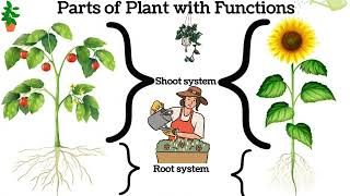 Basic Anatomy amp Physiology of Plants [upl. by Airahcaz]