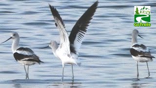 American avocet birds feeding amp in flight [upl. by Danya]