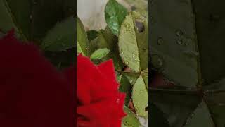 Red rose സുന്ദരി trending gardening floweringplant floweringplant [upl. by Greta]