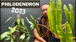 Philodendron 2023 [upl. by Mungo]