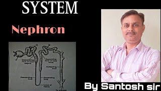 Structure and function Of Nephron Class 10 [upl. by Elaina]