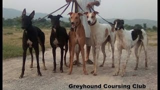 Ever Shine Group  greyhound pics  greyhound kennel visits [upl. by Kind339]