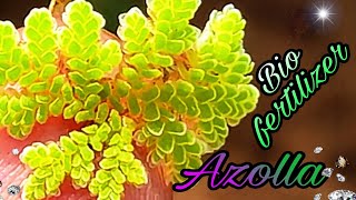 Azolla  Biofertilizer [upl. by Udenihc]