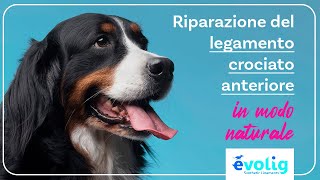 EVOLIG  Corso introduttivo alla riparazione del legamento crociato anteriore del cane [upl. by Ssac]