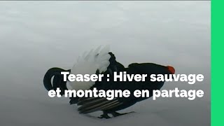 Hiver sauvage et montagne en partage  teaser [upl. by Acisey]