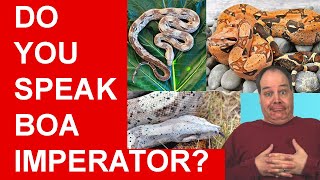 Boa imperator What you NEED to know [upl. by Anear]