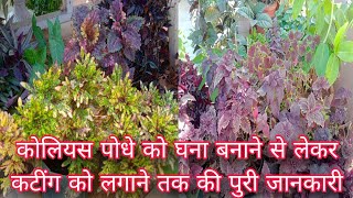 january coleus plant care is video mein coleus ki complete jankari hai terracegarden [upl. by Herzberg]