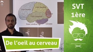 De loeil au cerveau  introduction [upl. by Willi]