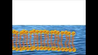 Self Assembly of a Phospholipid Bilayer [upl. by Ynavoj]