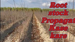 Rootstock Propagation kase Kare [upl. by Napier]