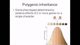 Polygenic inheritance [upl. by Ciapas715]