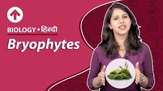 Bryophytes  Hindi  Biology [upl. by Acenahs874]