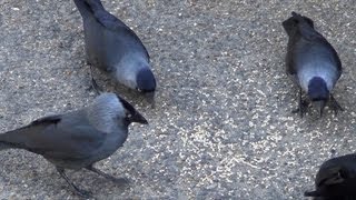 Jackdaws Corvus monedula [upl. by Lehteb]