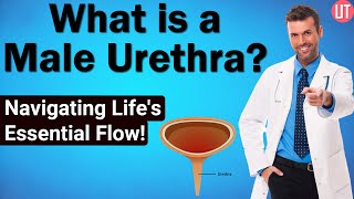 Male Urethra  Urology  Male Reproductive System  Biology  NEET Exam  Medical Science [upl. by Sualkcin]