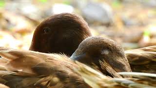 The ducks rest after foraging [upl. by Bertasi56]