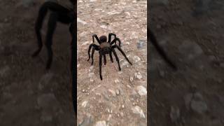 South Texas tarantula spider tarantula southtexas like follow nature [upl. by Tingley]