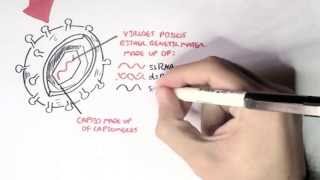 Microbiology  Viruses Structure Types and Bacteriophage Replication [upl. by Ellingston547]