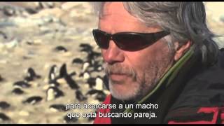 La prostitución y la locura en los pingüinos documental Encuentros en el Fin del Mundo Herzog [upl. by Nerraw]